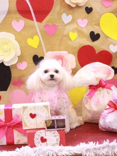 20230221シェリーちゃん